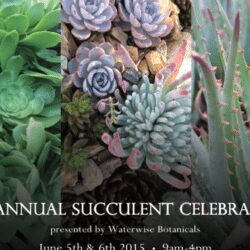 succulent celebration