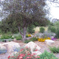 san diego landscaping