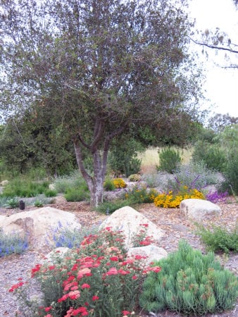 san diego landscaping